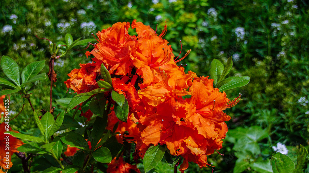The flowers azalea on the black and green plant's background