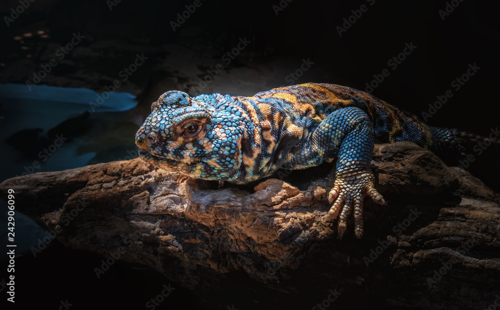 Blue and yellow lizard on natural wooden snag Blue and yellow lizard on natural wooden snag