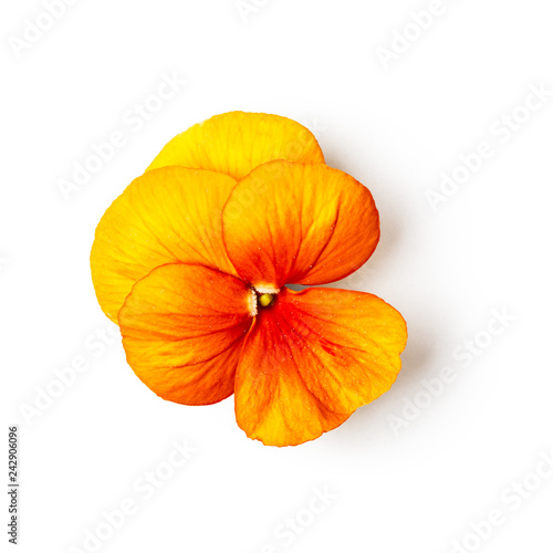 Orange pansy flower.