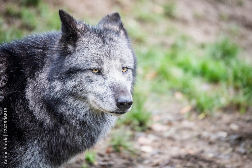 Portrait de loup du Canada Portrait de loup du Canada