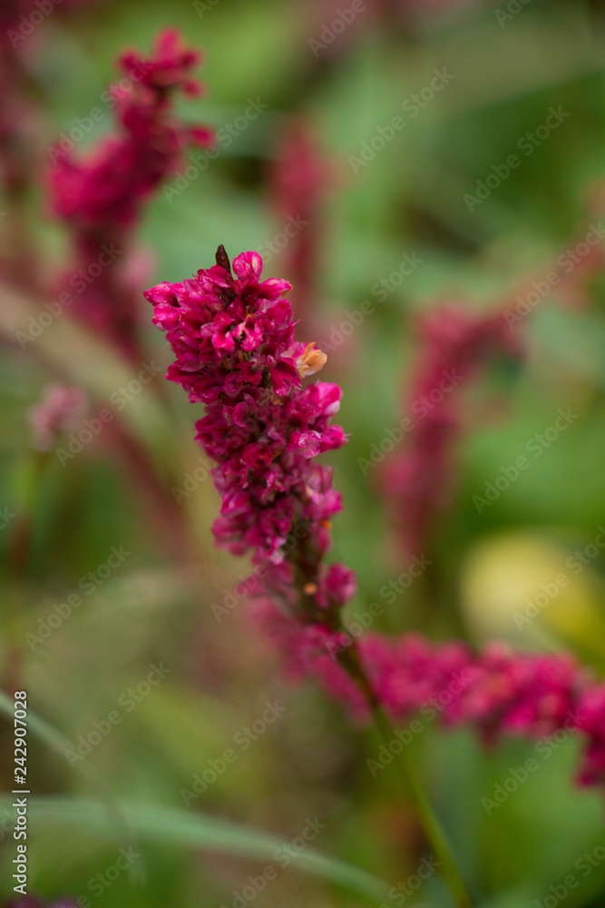 Bright pink flower in foreground selective focus grass background Bright pink flower in foreground selective focus grass background