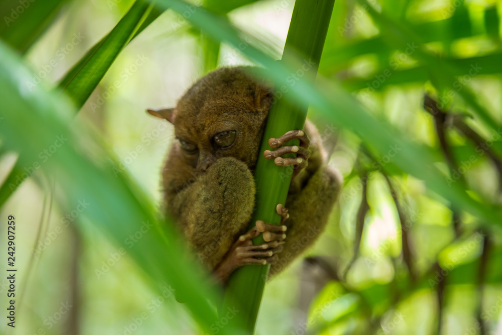 Nocturnal animal tarsier, with big round eyes, on a tree branch at day time