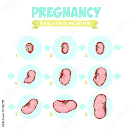 Human fetus inside the womb 1 to 9 months.Vector illustrations