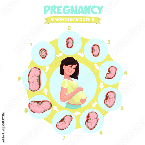 Pregnant beautiful woman vector infographics. Pregnancy by trimester stages vector illustration. Female with fetus in belly.