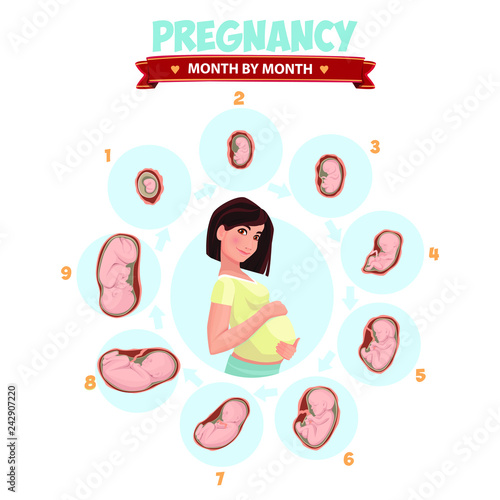 Pregnant beautiful woman vector infographics. Pregnancy by trimester stages vector illustration. Female with fetus in belly.