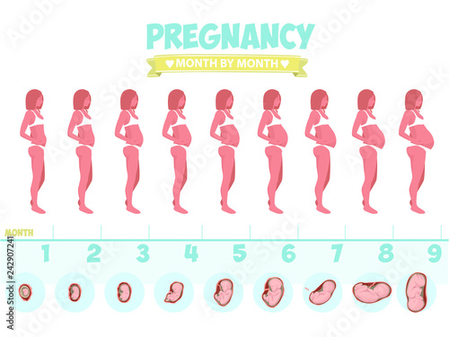 Pregnant beautiful woman vector infographics. Female with fetus in belly.stages of fetal development. Isolated on white background. 
