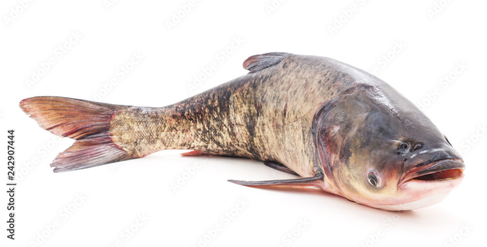Fototapeta premium Great fresh fish.