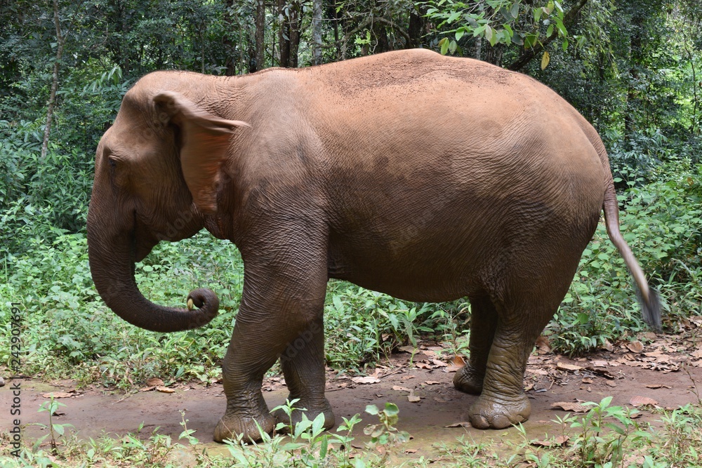 Asian Elephants at Mondokiri Elephant Sanctuary