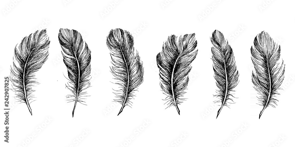 Hand drawn feather on white background Hand drawn feather on white background
