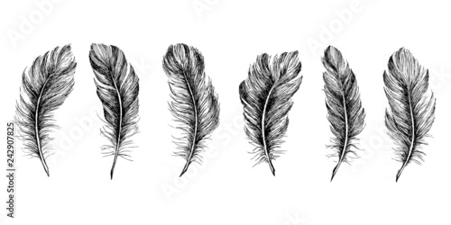 Hand drawn feather on white background