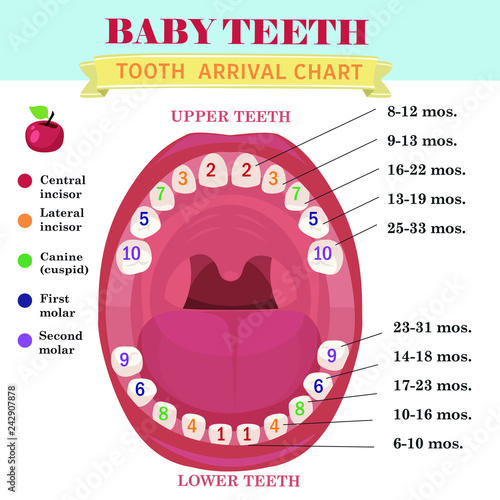 Tooth  arrival chart infographic. Temporary teeth - names, groups, period of eruption and shedding of the children. Vector illustration, baby teeth.