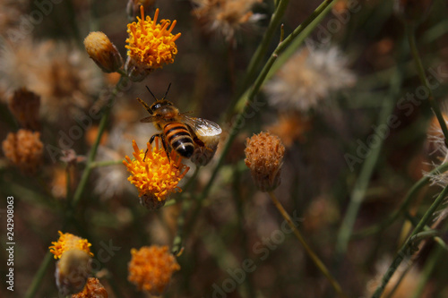 Bee Moving Toward Flower to Pollinate It