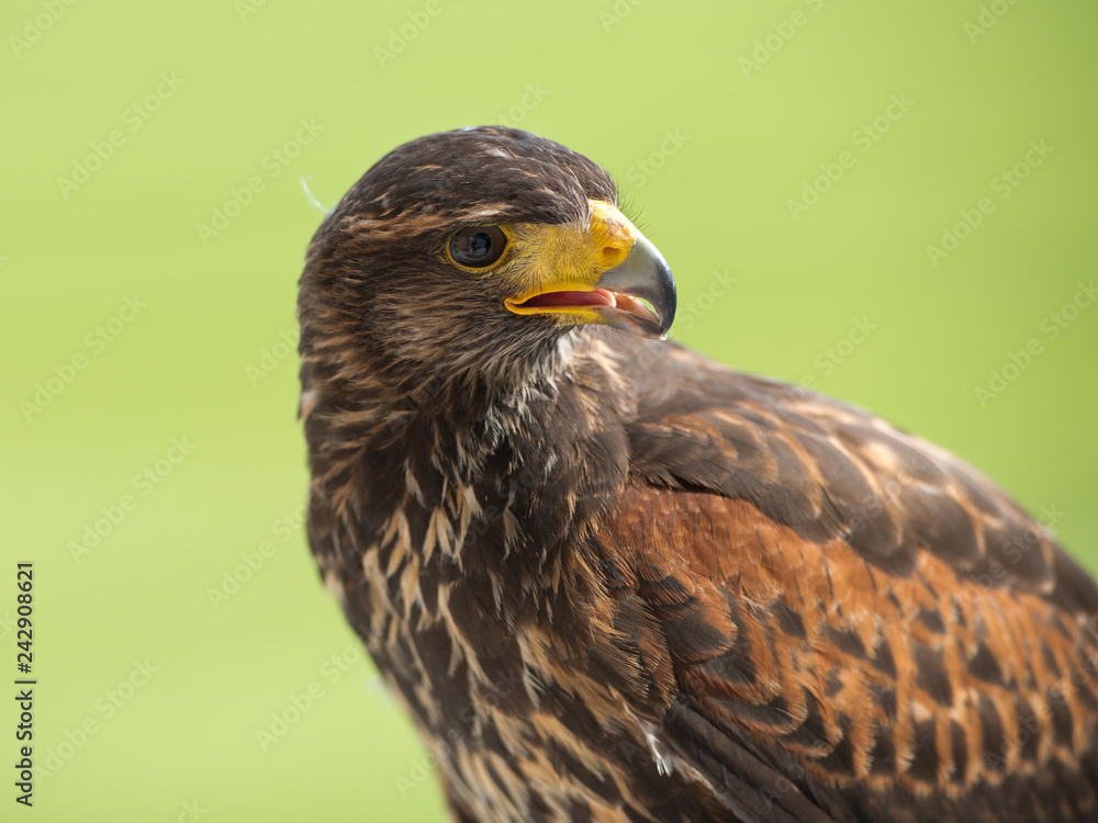 Harris' hawk portrait with green background Harris' hawk portrait with green background