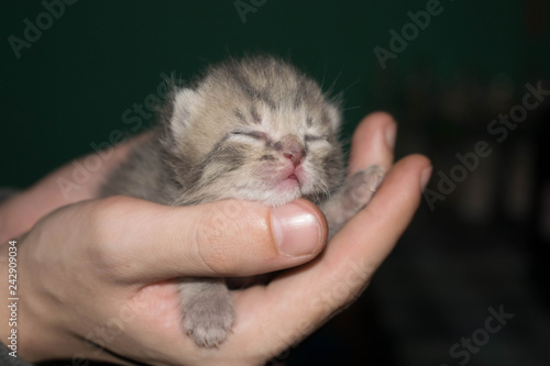 newborn kitten with closed eyes in his hands on a dark background for design © Вера Третьякова