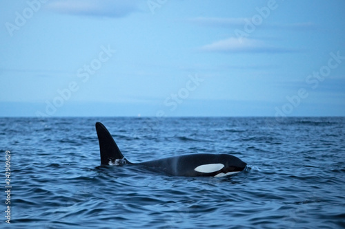 killer whale  orca  orcinus orca