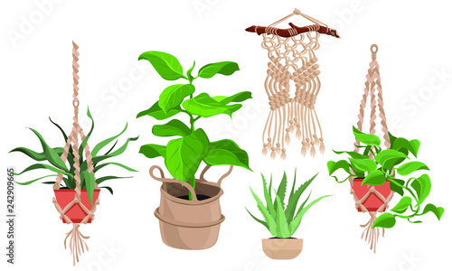 Macrame plant hangers for scandinavian interior.