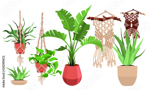Macrame plant hangers for scandinavian interior.