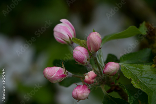 Close up of delicate pink apple blossom in bud with shallow depth of field