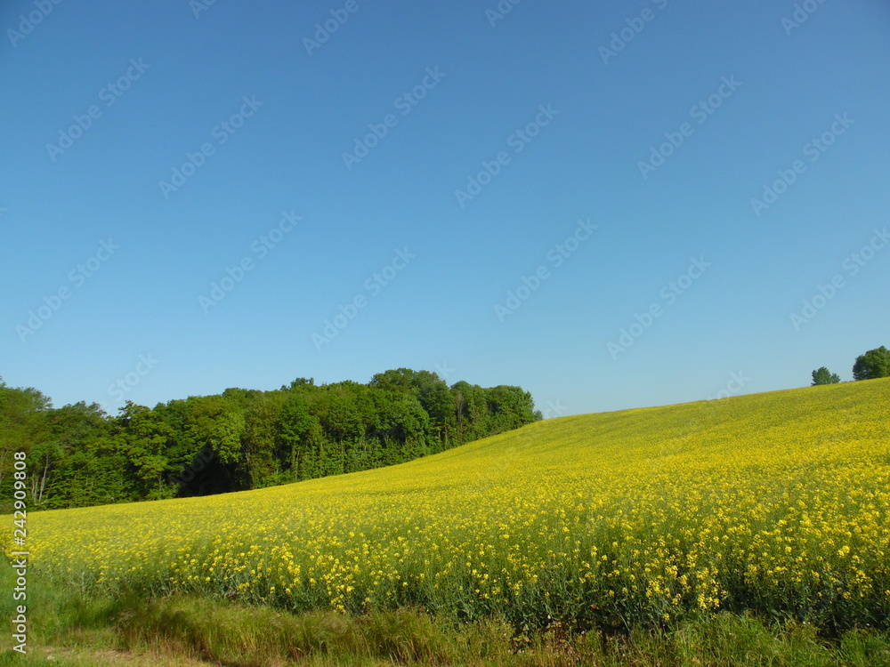 French fields in spring