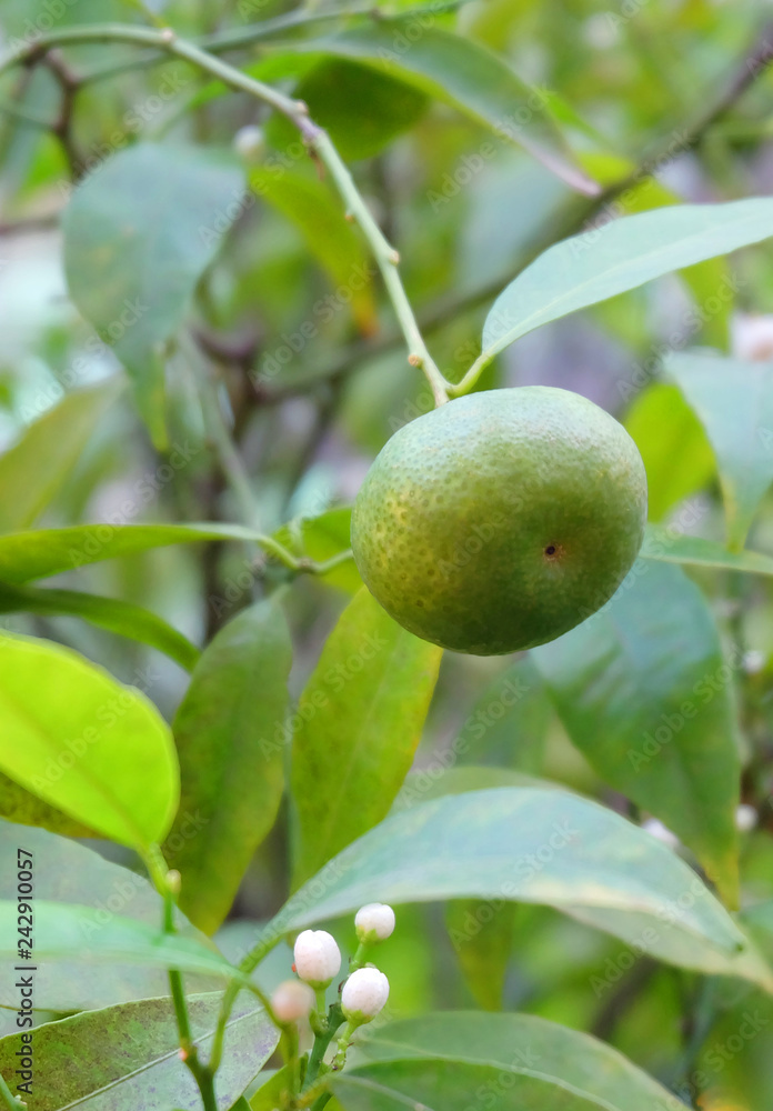 Green mandarin, ripening on a branch in the greenhouse.