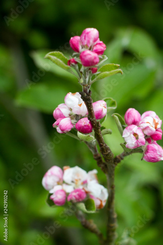 Beautiful pink blossom on an apple tree green background selective focus