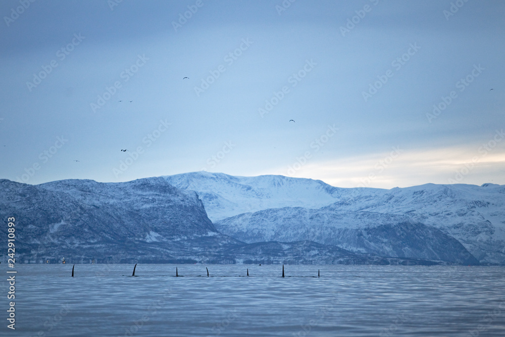 Obraz premium orka, orca, orcinus orca