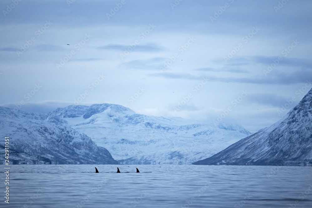 Fototapeta premium orka, orca, orcinus orca