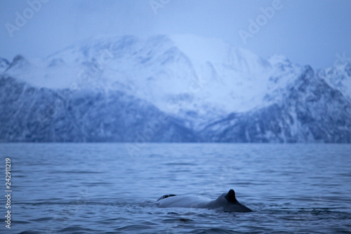 humpback whale, megaptera novaeangliae, Norway