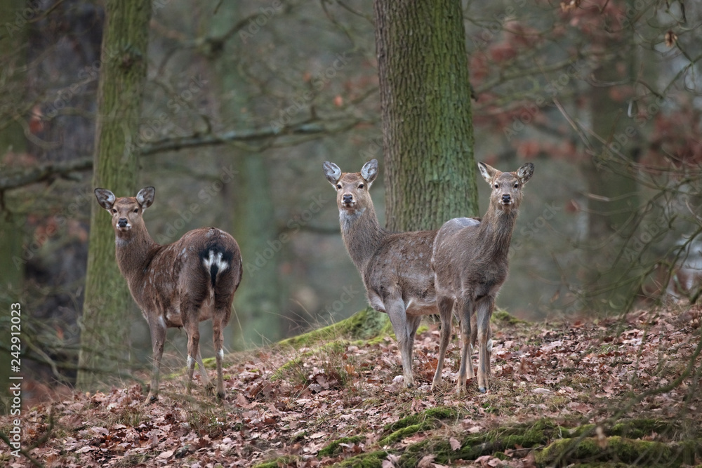 sika deer, cervus nippon, Czech republic sika deer, cervus nippon, Czech republic