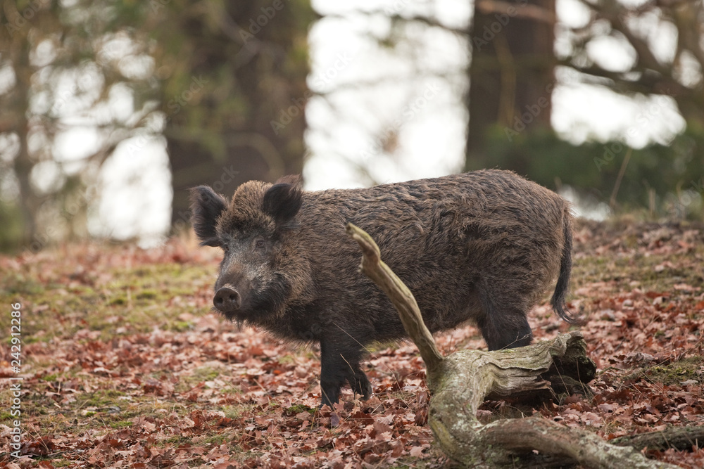 wild boar, sus scrofa, Czech republic wild boar, sus scrofa, Czech republic