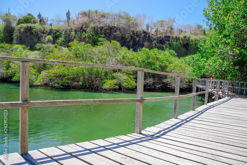 Panorama of wooden path way across the mangrove on Isabela Island, Galapagos Islands