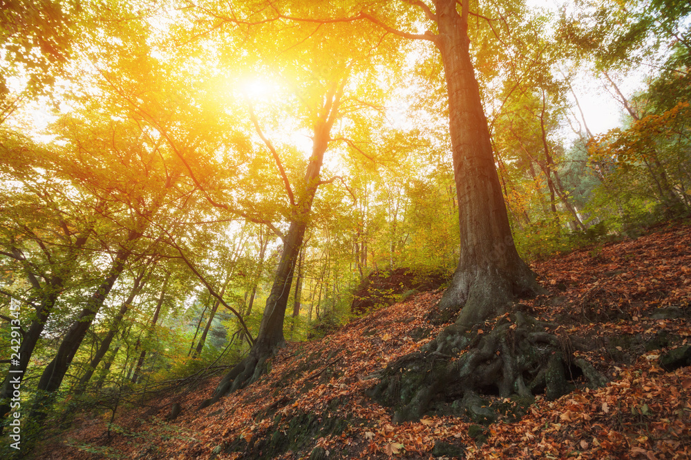 Naklejka premium Landscape of colorful forest with sun rays through branches of trees. Autumn forest nature. Scenery of nature with sunlight.