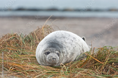 Fototapeta Naklejka Na Ścianę i Meble -  grey seal, halichoerus grypus, Helgoland