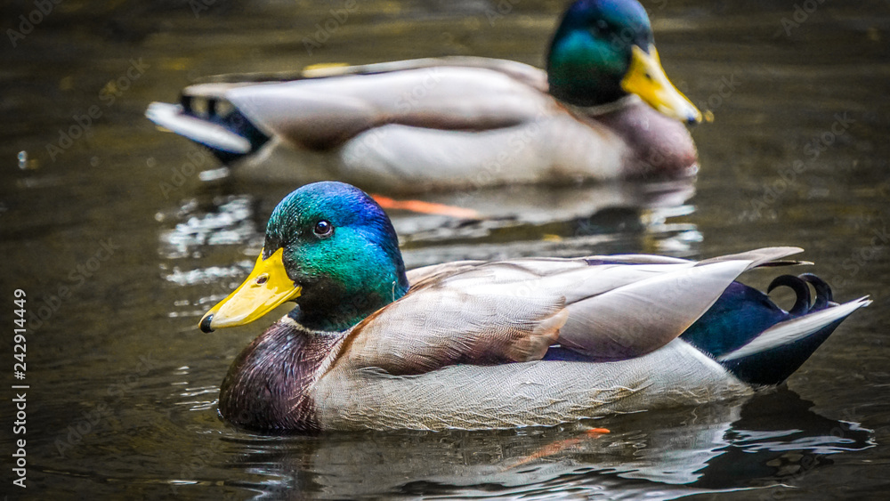 Fototapeta premium Enten