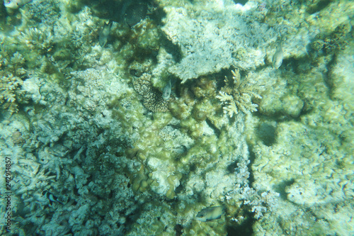 Underwater tropical coral under the sea view