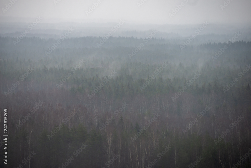 misty forest in winter. far horizon misty forest in winter. far horizon
