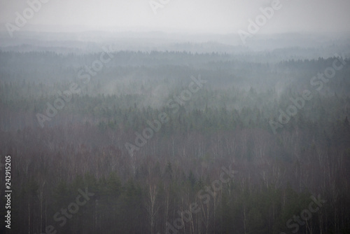 misty forest in winter. far horizon