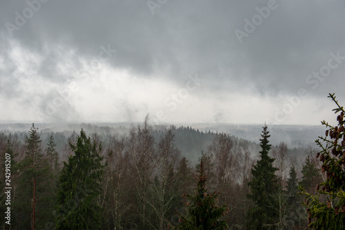 misty forest in winter. far horizon © Martins Vanags