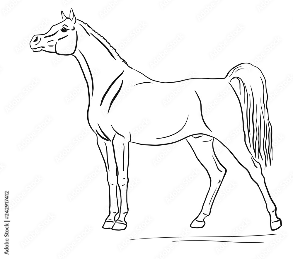 Running Arabian Horse Pencil Drawing