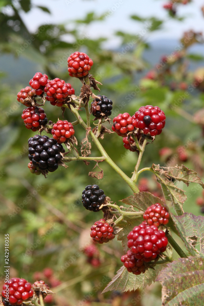 Plump Blackberries Ripening in the Summertime Plump Blackberries Ripening in the Summertime