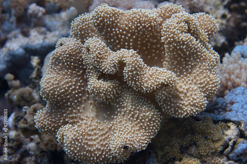 Leather Coral in Red Sea photo