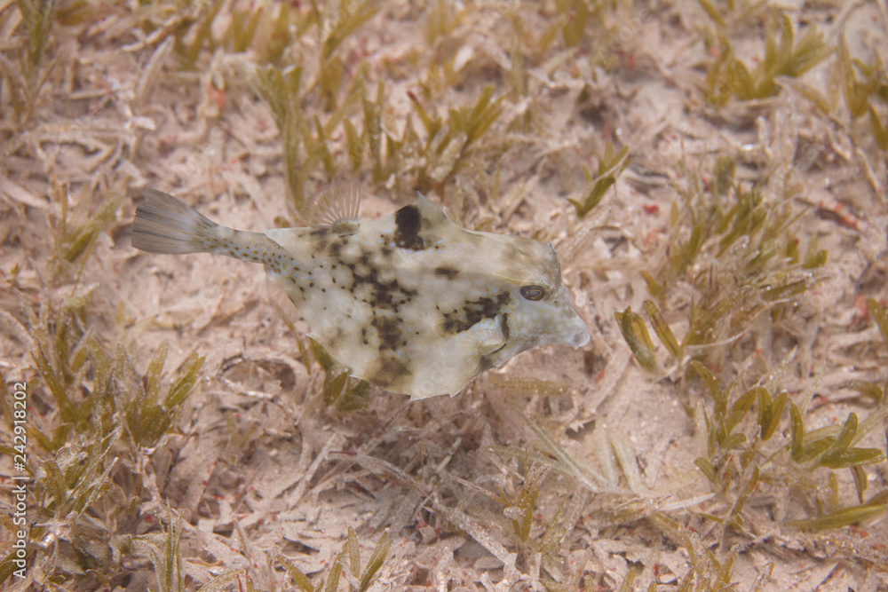 Obraz premium Thornback Boxfish in Red Sea