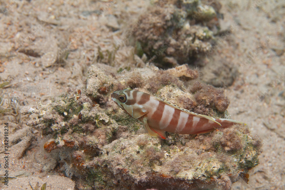 Blacktip Grouper in Red Sea Blacktip Grouper in Red Sea