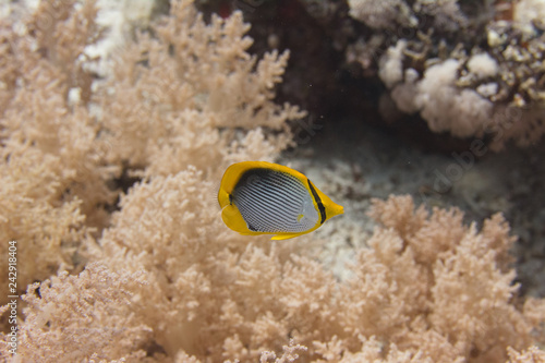 Blackbacked Butterflyfish in Red Sea photo