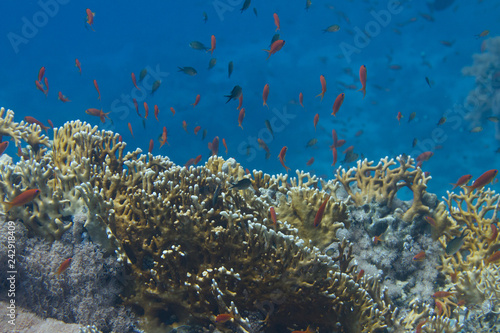 Lyretail Anthias and Arabian Chromis with Net Fire Coral in Red Sea