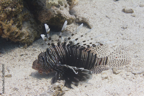 Common Lionfish in Red Sea