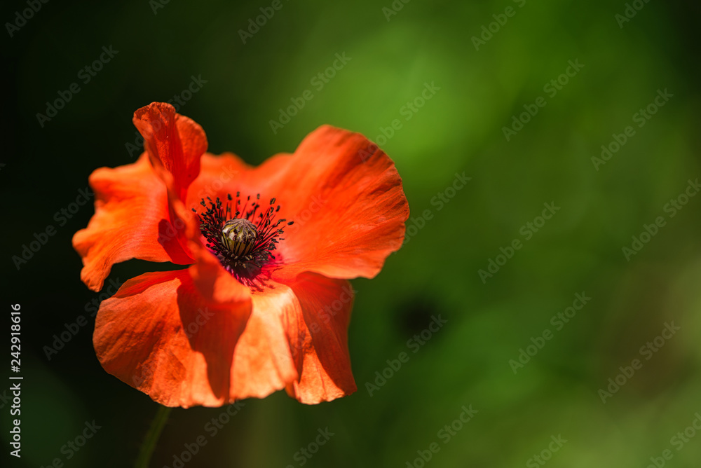 Beautiful fresh Orange Poppy Flower in the wind on a green spring meadow. Gentle movements in the spring breeze. Papaver Setigerum (fam. Somniferum). Beautiful fresh Orange Poppy Flower in the wind on a green spring meadow. Gentle movements in the spring breeze. Papaver Setigerum (fam. Somniferum).
