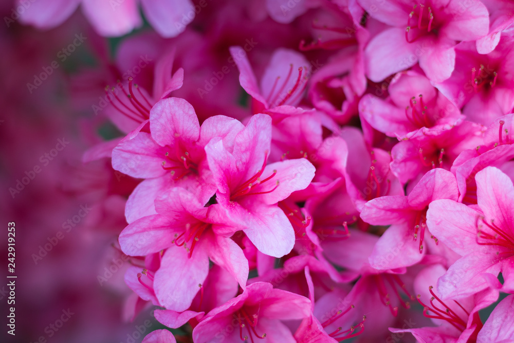Close-up of pink Rhododendron indicum (azalea) flowers in full bloom