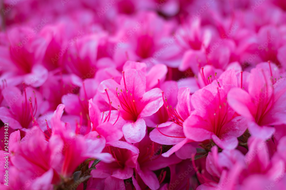 Rhododendron indicum in full bloom Rhododendron indicum in full bloom