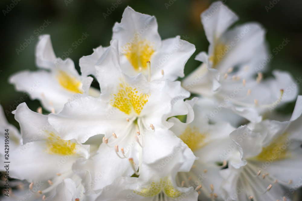 Close-up of white rhododendron flower in full bloom in a garden Close-up of white rhododendron flower in full bloom in a garden